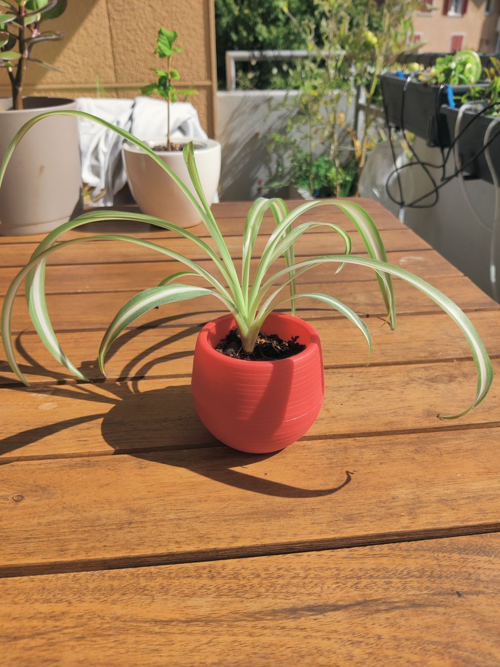 Grnlilie - Chlorophytum comosum  (Neu (gemss Beschreibung)) in  Wettingen fr CHF 3  nur Abholung auf Ricardo kaufen
