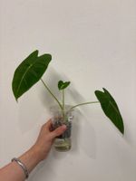 😍 Alocasia Frydek Baby (Nr. 5)