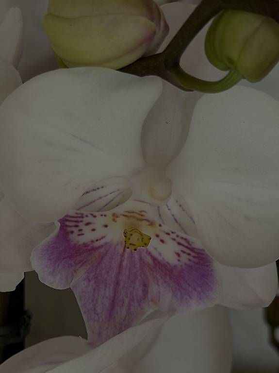 Piante & sementi: 14 Orchideen weiß, rosa/pink  – Usato da Küsnacht ZH venduto da lyd_8mmf 3