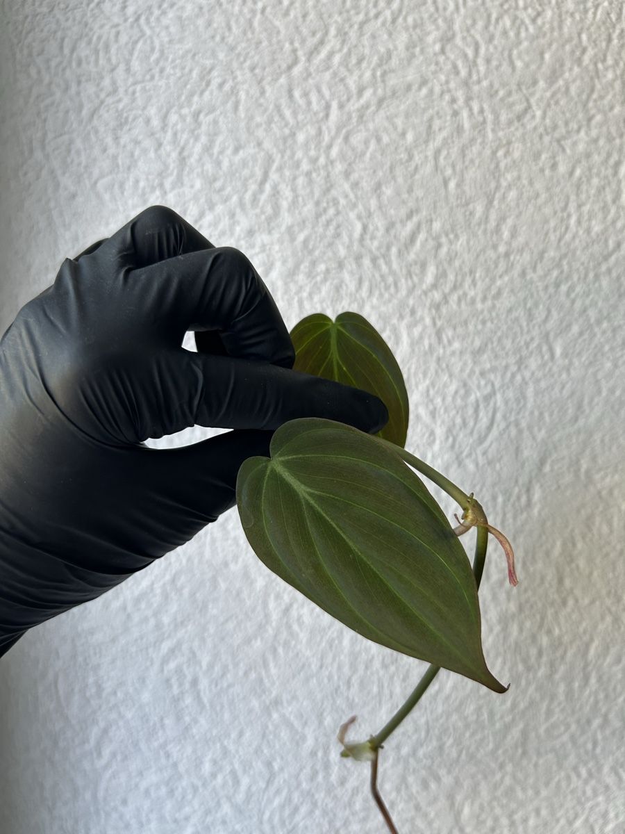 Plantes & graines: Boutures Philodendron Micans – D'occasion à Develier par mel_qd2m 2