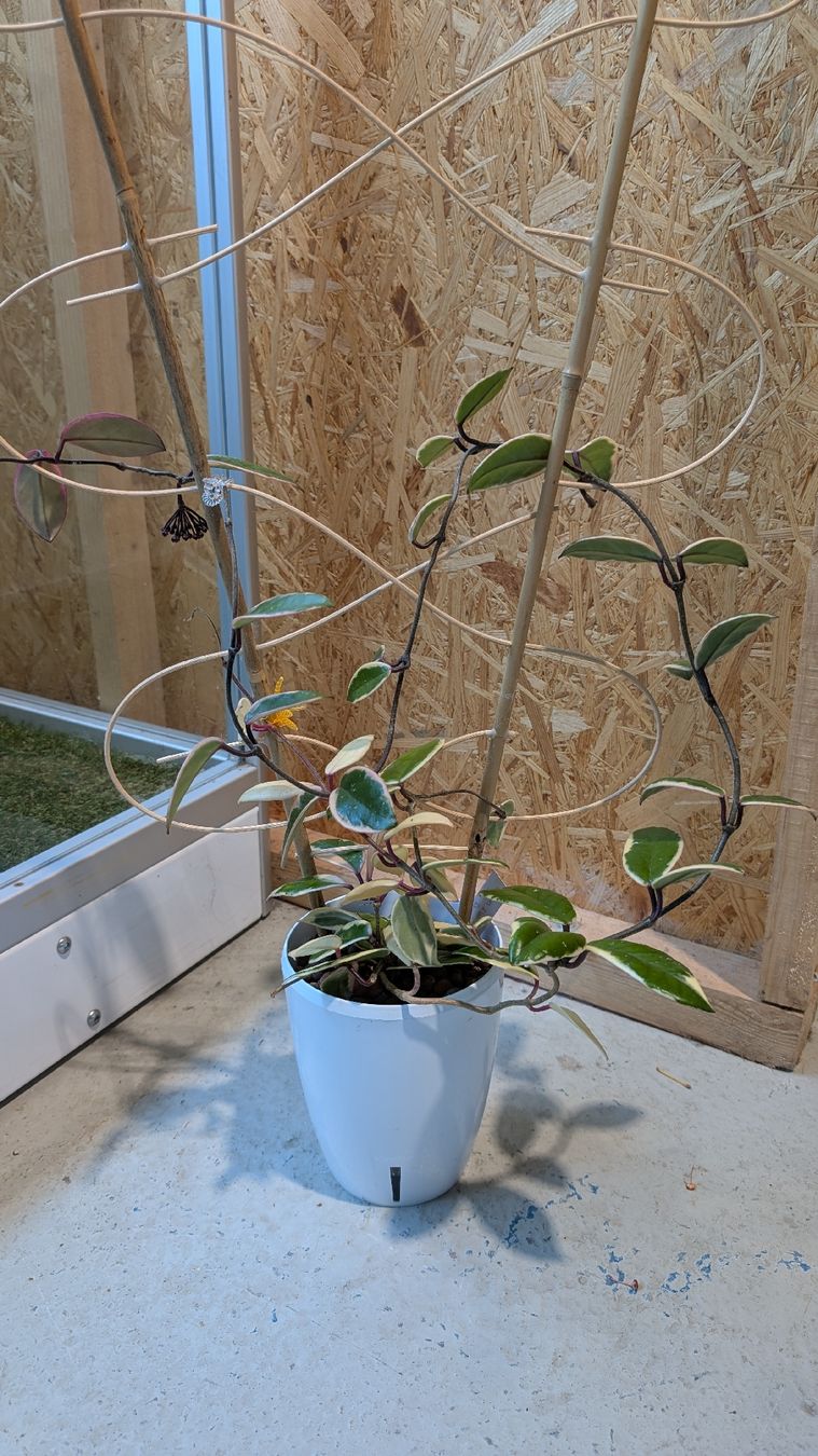 Piante & sementi: Hoya Flamingo Dream – Usato da Untervaz venduto da Lyraia