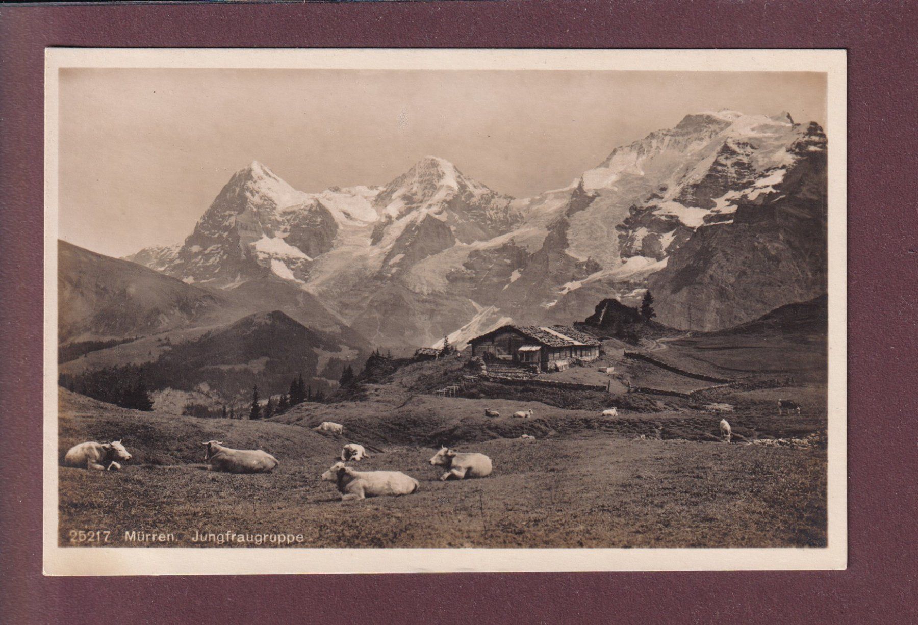 Cartoline postali: MÜRREN - Jungfraugruppe - Kühe – Usato da Pully venduto da nicecards