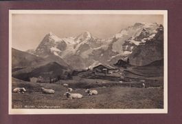 MÜRREN - Jungfraugruppe - Kühe
