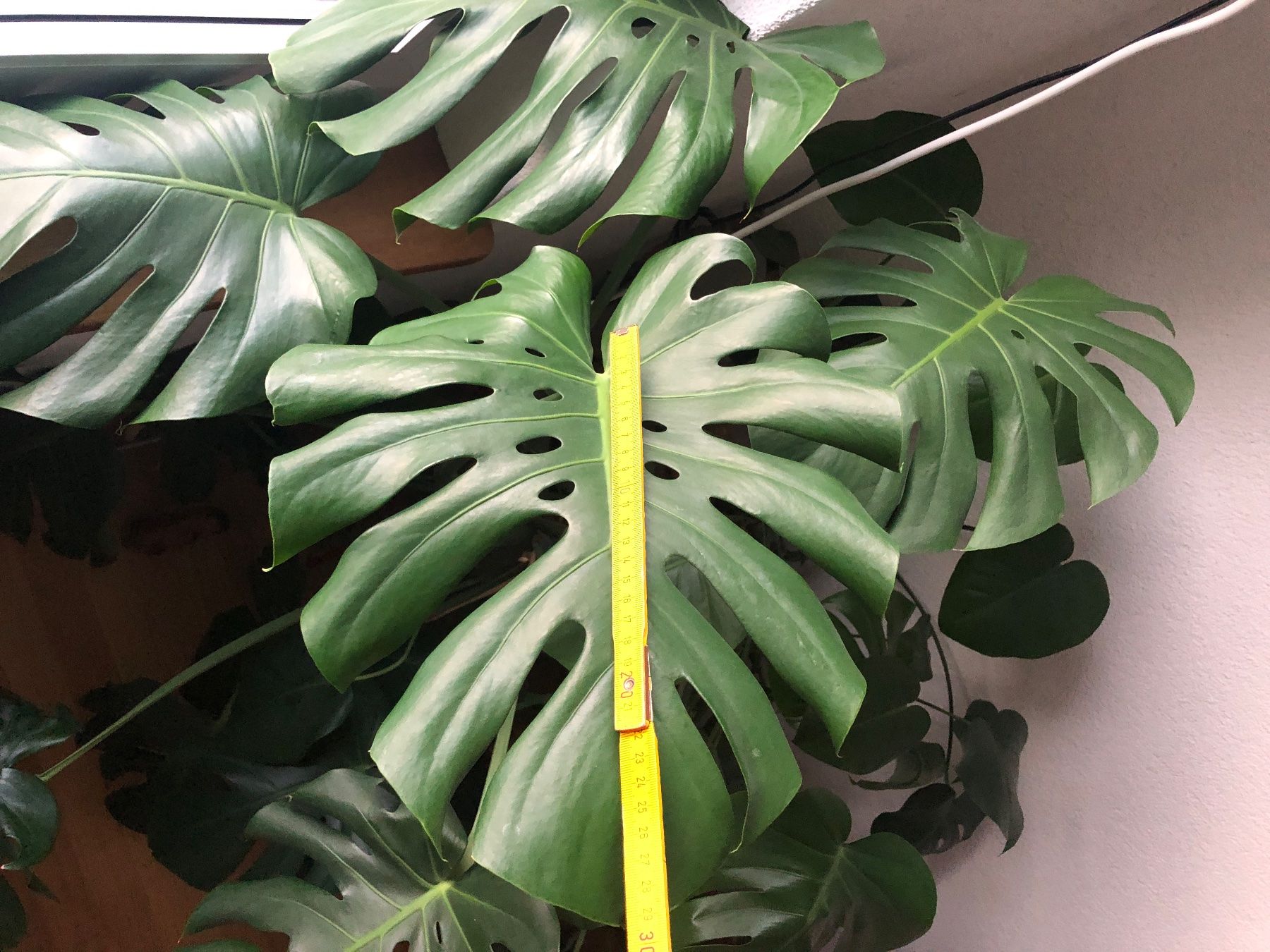 Piante & sementi: Steckling v. Monstera XXL – Usato da Zuerich venduto da Isabelle 1