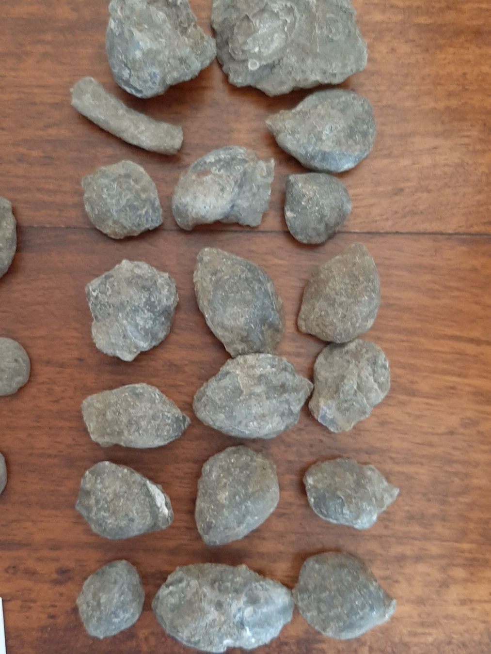 Fossili: Verschiedene Fossilien Schweiz – Usato da Rickenbach BL venduto da Oktober68 6