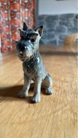 Süsser Schnauzer von Göbel – Liebhaberstück!