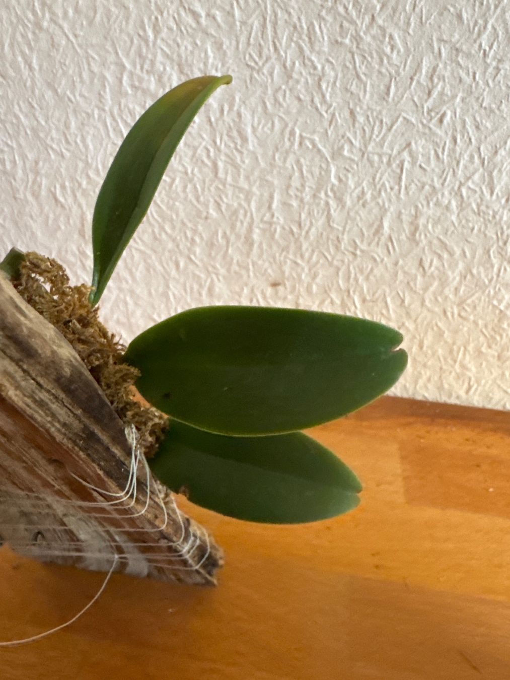 Piante & sementi: Bulbophyllum cheiri – Usato da Männedorf venduto da mrclst 3