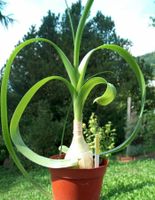Ornithogalum caudatum, "Milchstern", interessante Zwiebel