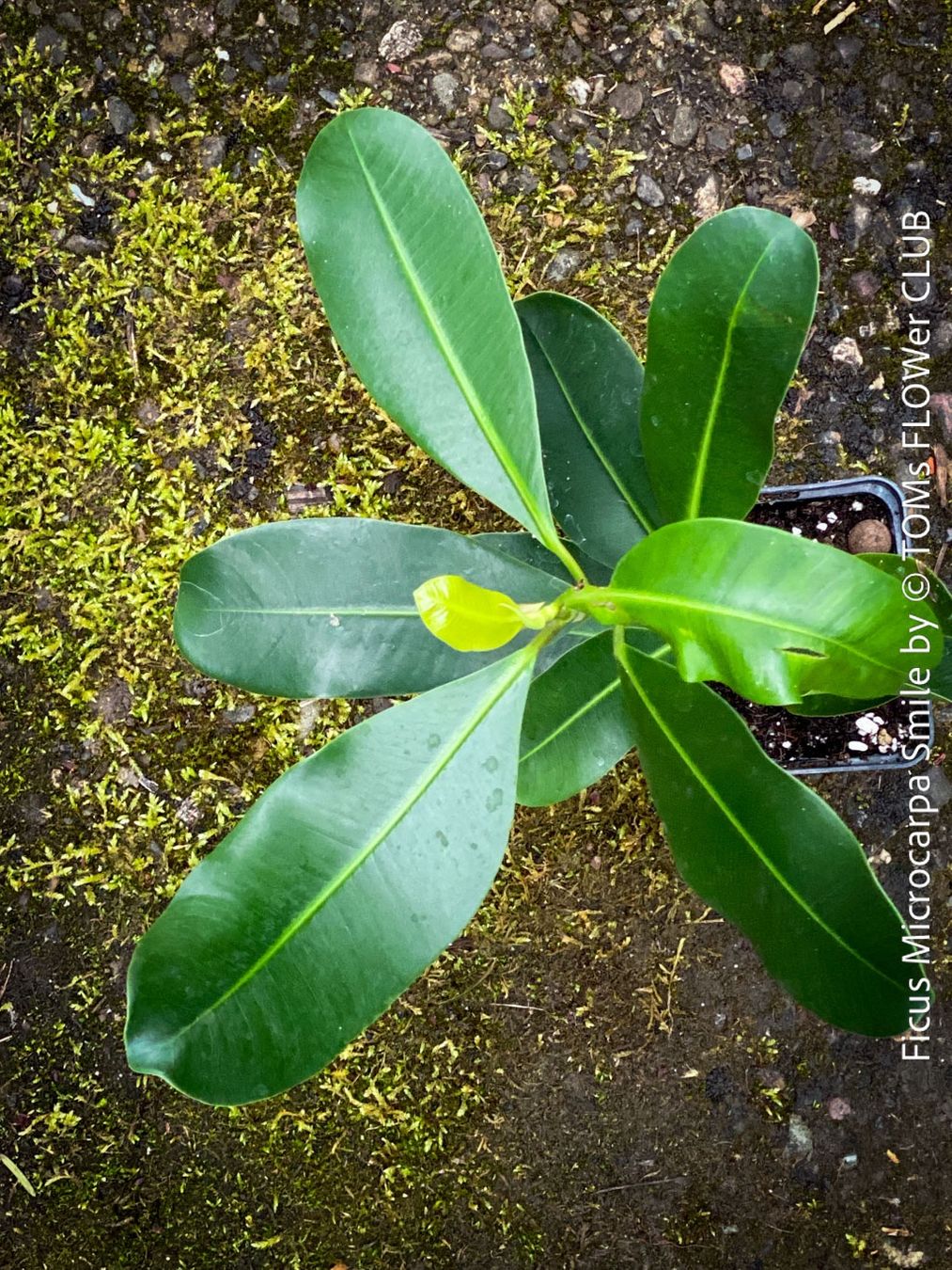 Piante & sementi: Ficus Microcarpa Smile - Kompakter Indoor-Baum – Nuovo e nell'imballaggio originale da Adliswil venduto da astom369 3