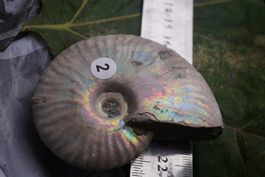 Ammonit  Opalisiert   Wunderschön  ca  75mm