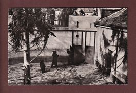 BERN - Bärengraben - 1944