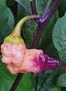 Piante & sementi: Peach Tiger - Capsicum Chinense - 10 Samen – Nuovo e nell'imballaggio originale da Sumiswald venduto da Cham14559 1