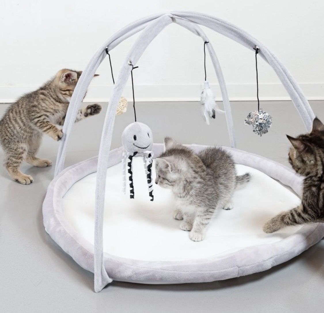 Tiro con l'arco: Katzen Spielbogen – Usato da Thun venduto da Jimmuli 1