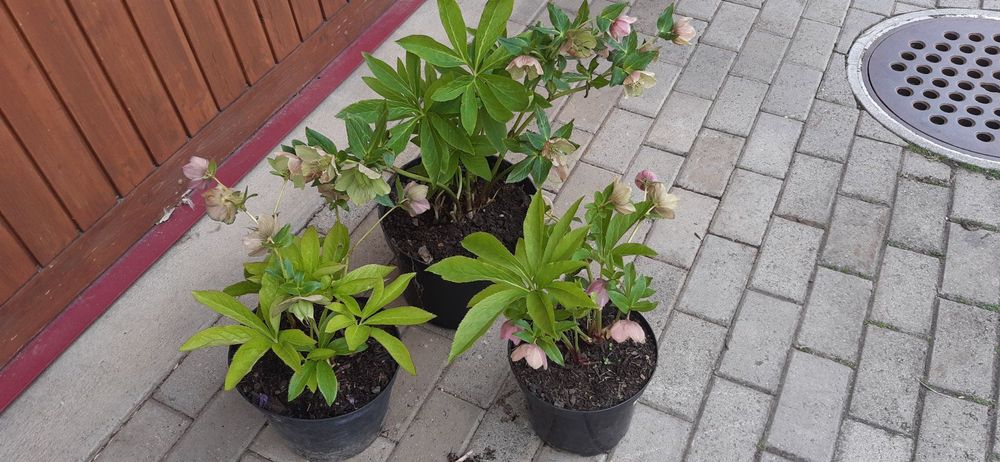 Lenzrosen, rosa 3 gr. Stauden aus Biogarten, winterhart Kaufen auf