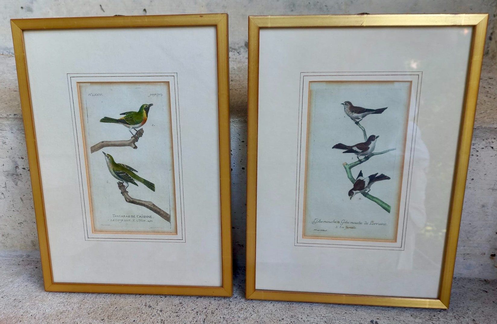 Incisioni: 2 antike Stiche Vögel – Usato da Burgdorf venduto da glasrabe01
