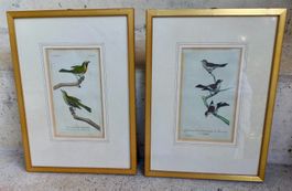 2 antike Stiche Vögel