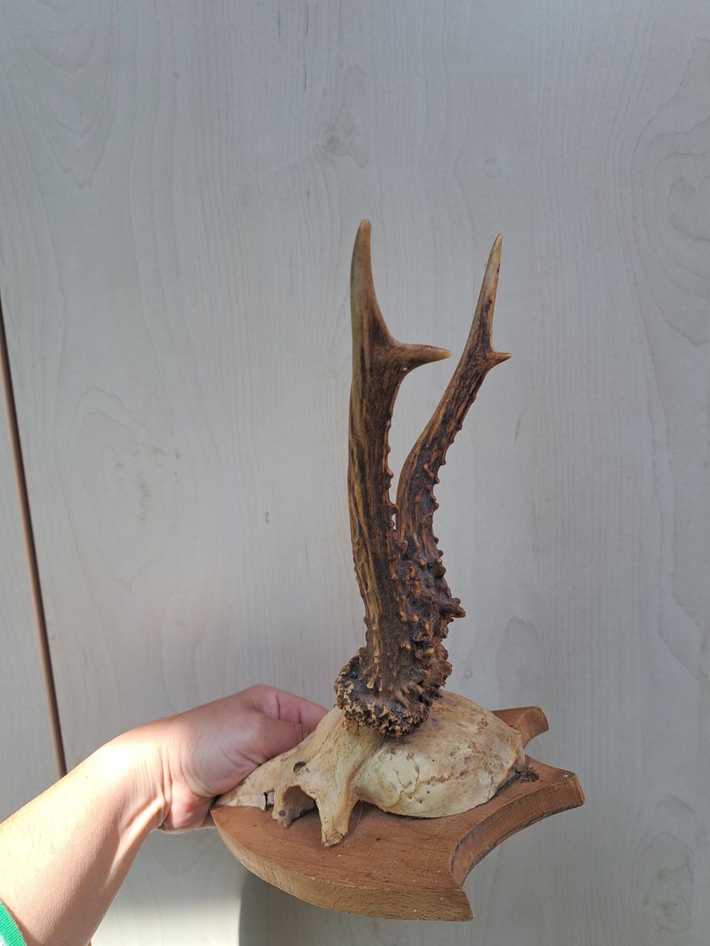 Altre raccolte & rarità: Rehbock Trophäe – Usato da Obergoldbach venduto da chr_cbp5 1