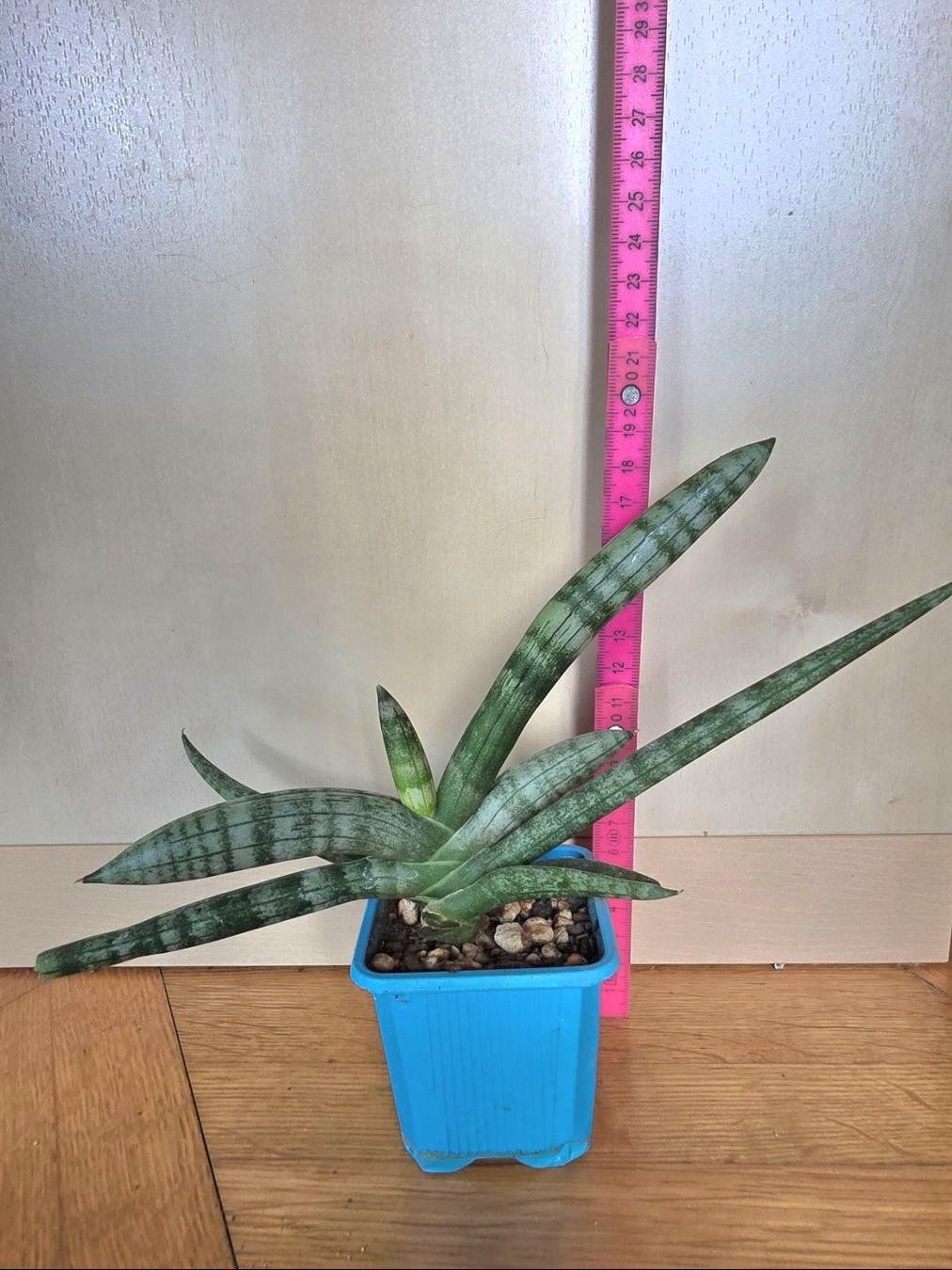 Piante & sementi: Sanseveria cylindrica / Bogenhanf – Nuovo (secondo la descrizione) da Thalheim venduto da silvara01 5