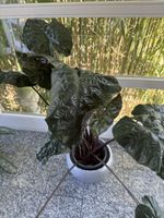 Alocasia Zimmerpflanze