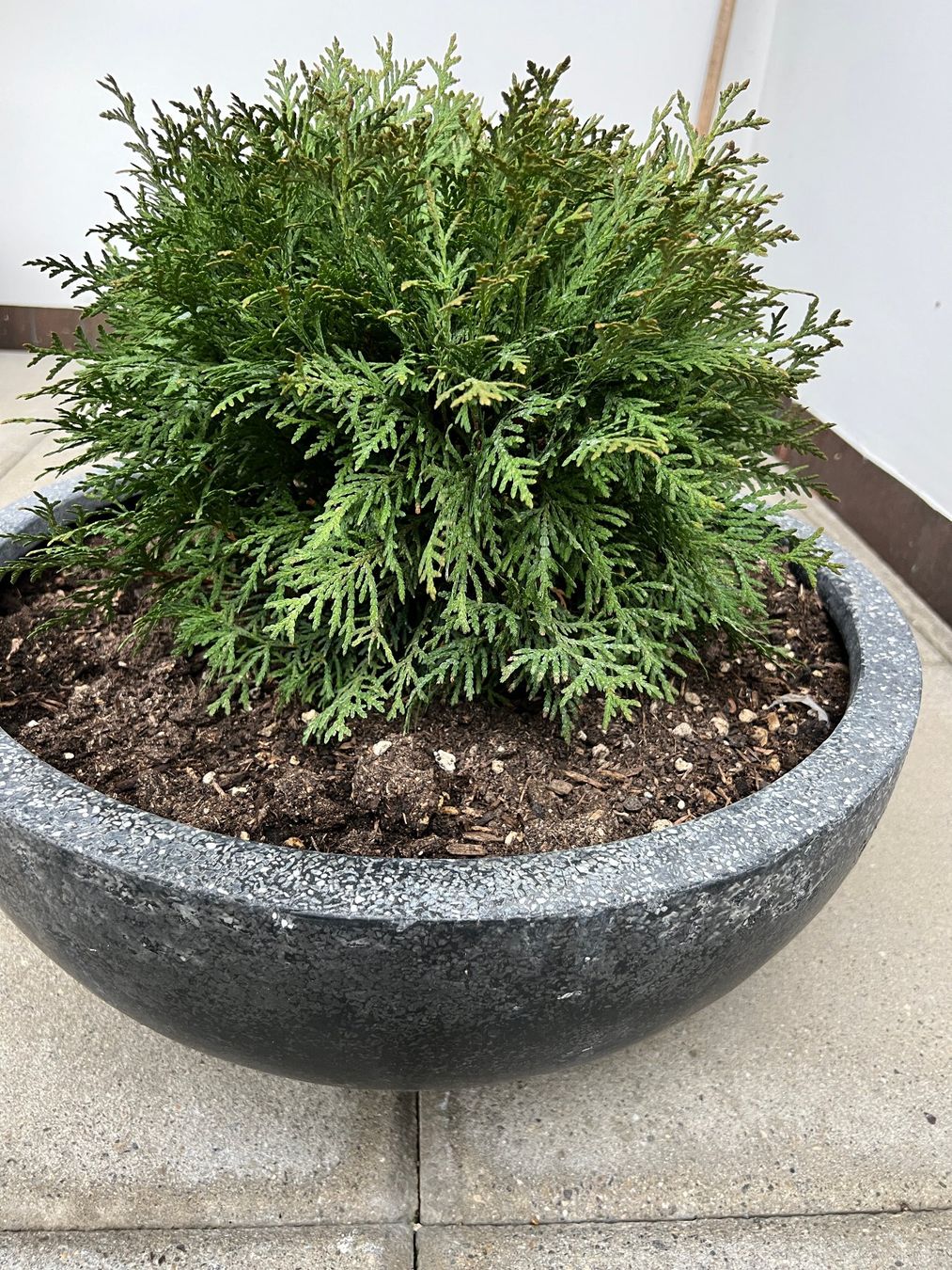 Topf mit Thuja (Gebraucht) in Wettswil fr CHF 12  nur Abholung auf  Ricardo kaufen