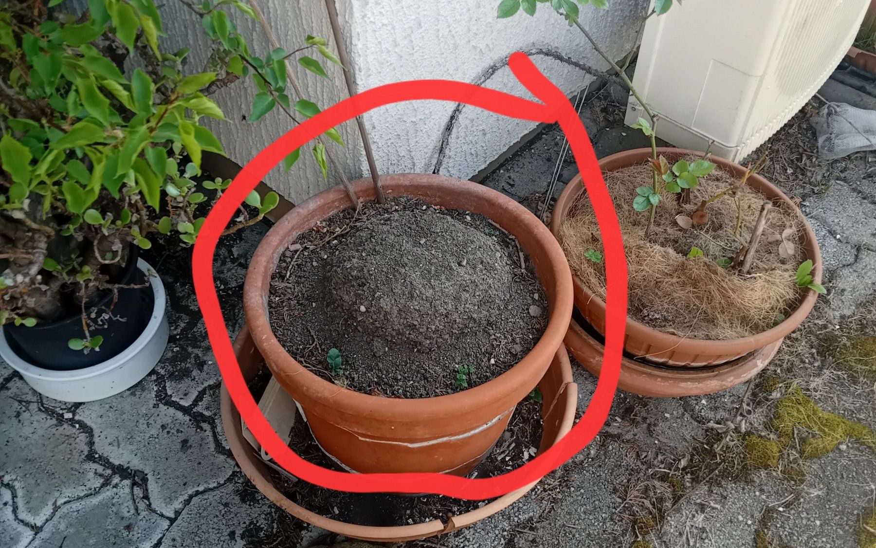 Blumentöpfe: Blumentopf,      in Fehraltorf, alle muss weg – Gebraucht aus Zürich von chulrich