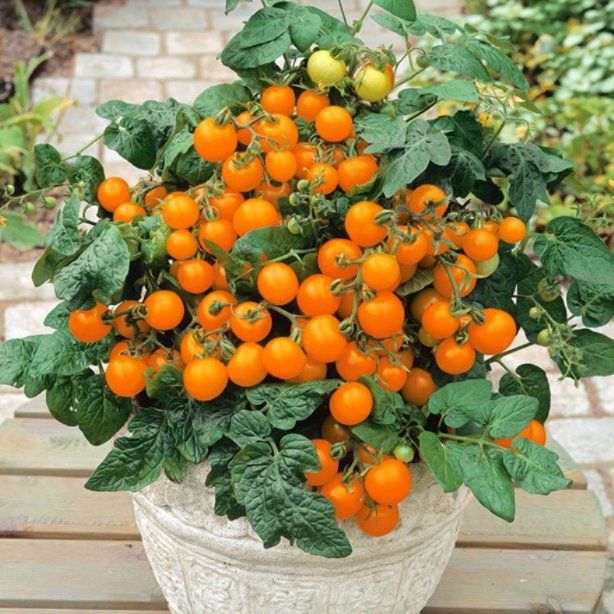 Pflanzen & Samen: Topf-Cocktail TOMATE VENUS Orange / 5 Samen – Neu (gemäss Beschreibung) aus Hinteregg von ERFOLG78