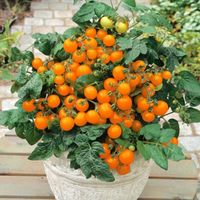 Topf-Cocktail TOMATE VENUS Orange / 5 Samen