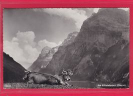 2 KÜHE RASTEN AM KLÖNTALERSEE, 4.8.1964