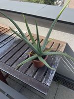 Aloe Vera Pflanze 50cm