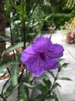Mexikanische Petunie (Ruellia simplex)!