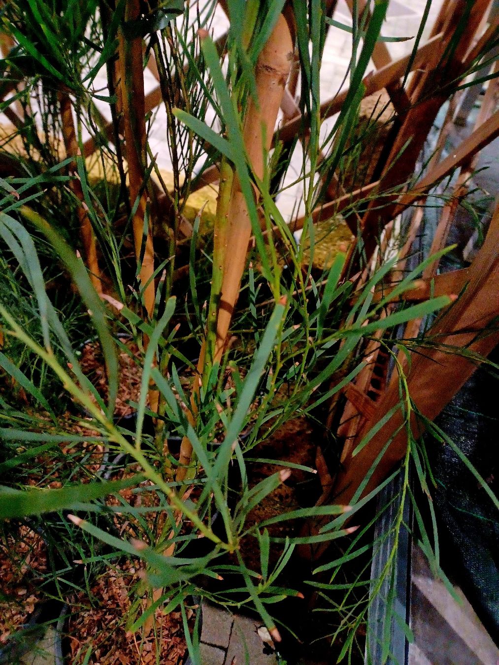 Pflanzen & Samen: ACACIA RETINOIDES 150 cm oder seltene immer blühende Mimosa – Neu und originalverpackt aus Rovio von POSITIFFARTandPLANTS 3