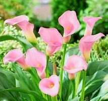 1 Rhizom der erwachsenen Blume " ZANTEDESCHIA "CAPTAIN