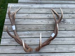 Hirsch Geweih 🦌 # 14 Ender PAAR Hirschhorn Jagd Stange