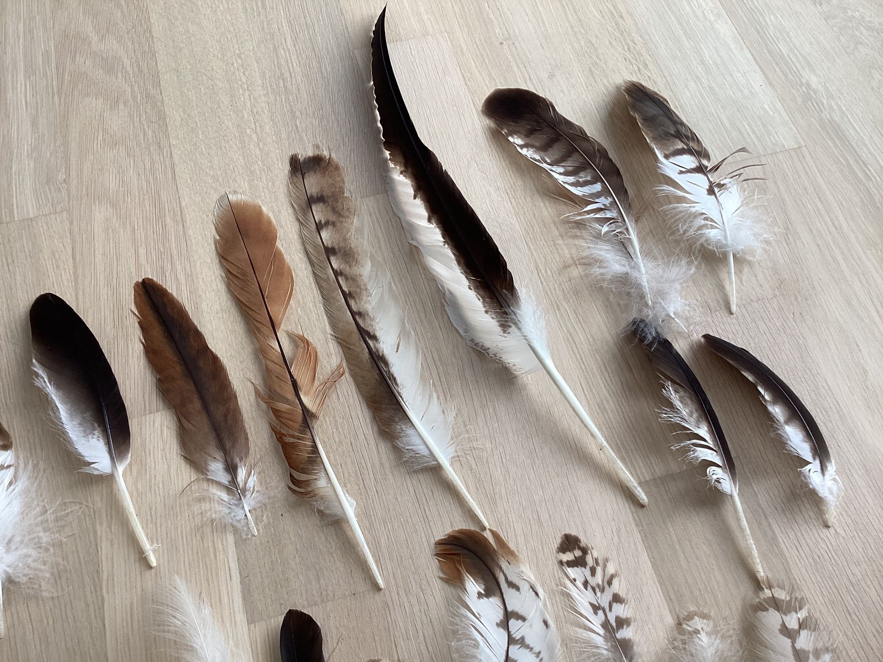 Monde des animaux: Rotmilan und Mäusebussard Federn 4 – D'occasion à Flawil par Barschfreak 1