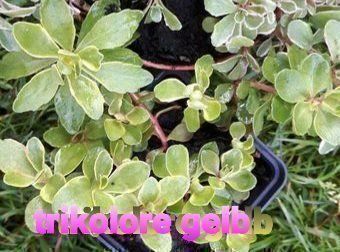 Pflanzen & Samen: Kambotscha trikolore gelb sedum – Gebraucht aus Ibach von chaemilochhobbygarte