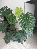 Sehr grosse Monstera