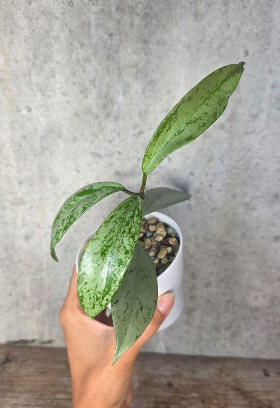 Piante & sementi: Hoya Pubicalyx 'Pink Silver Ghost' – Usato da St.Erhard venduto da Plumilandschweiz 1