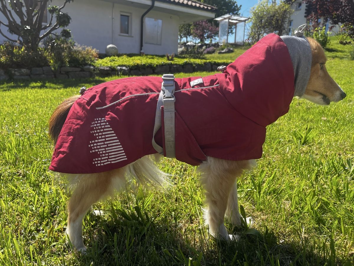 Hurtta Abbigliamento: Hundemantel Hurtta Extreme Gr.30 – Usato da Urtenen-Schönbühl venduto da eka_dhj2