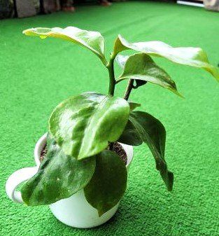 Pereskia, Rarität Kaufen auf Ricardo