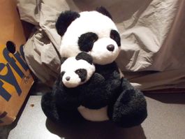 Pandabär mit Jungem