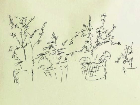 Taschen: Sketches Collection Canvas Tasche - Plants – Neu und originalverpackt aus Münchenbuchsee von Monali 1
