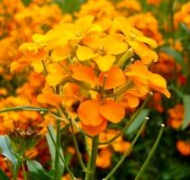 50 Samen  Blume DOTTERLACK (Erisimus)