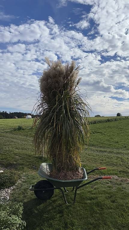 Plantes & graines: Pflanze Schilf  – D'occasion à Weier im Emmental par maskulin82