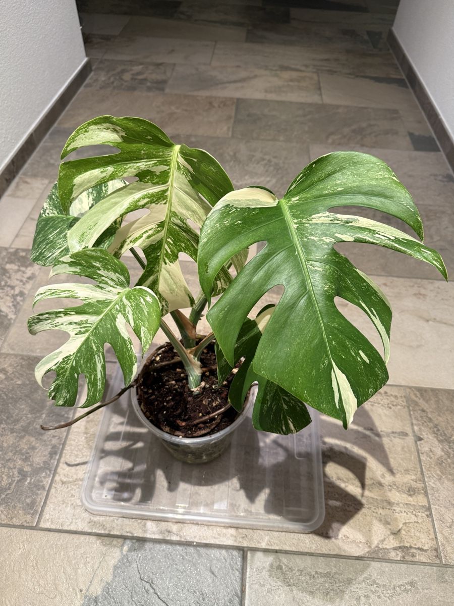 Luxus Monstera Variegata Samen Bild
