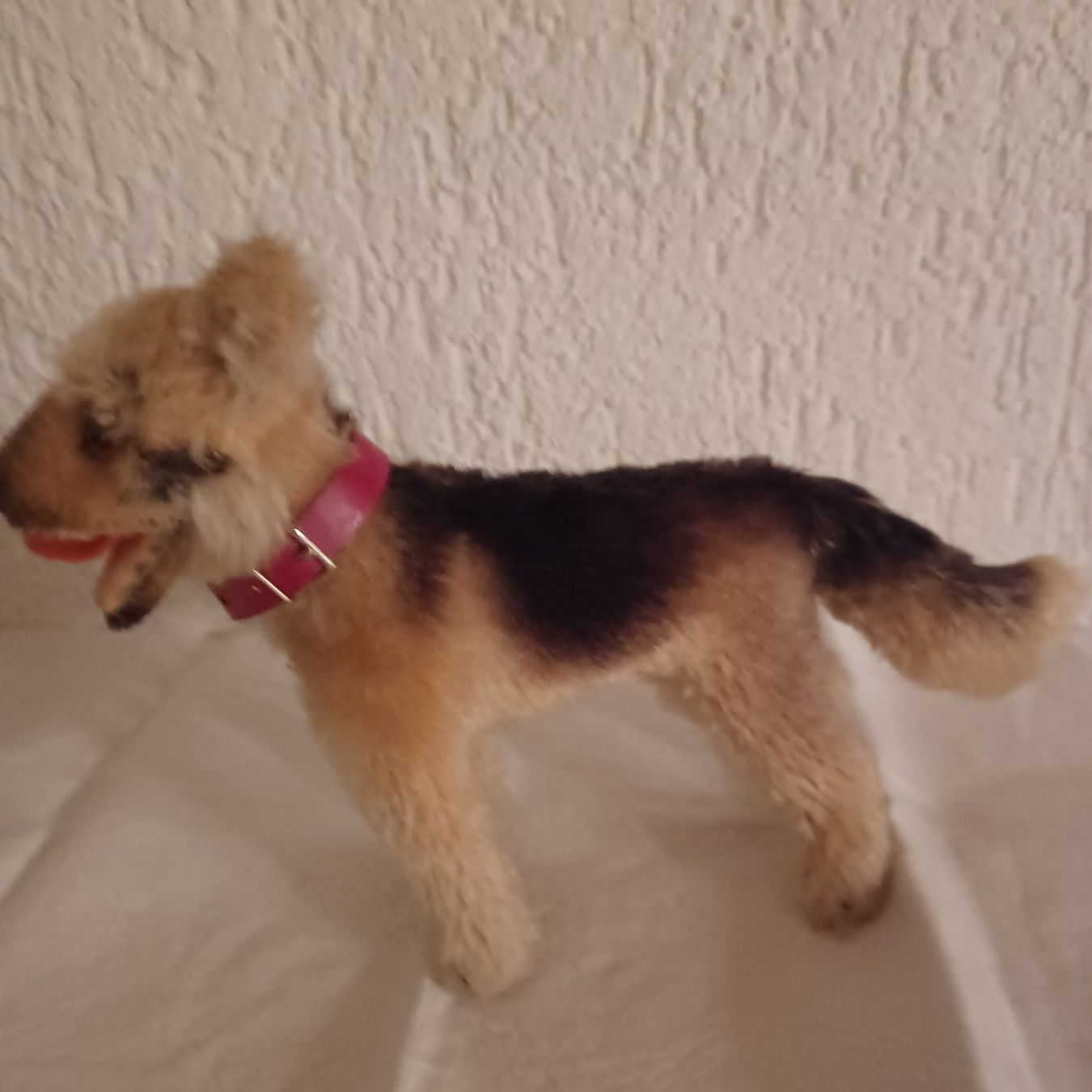 Steiff Giocattoli: Steiff kleiner Schäferhund – Usato da Abtwil SG venduto da luupsy 2
