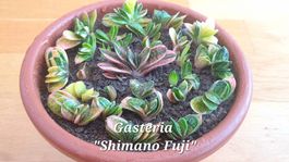 Mini Gasteria "Shimano Fuji"🪷