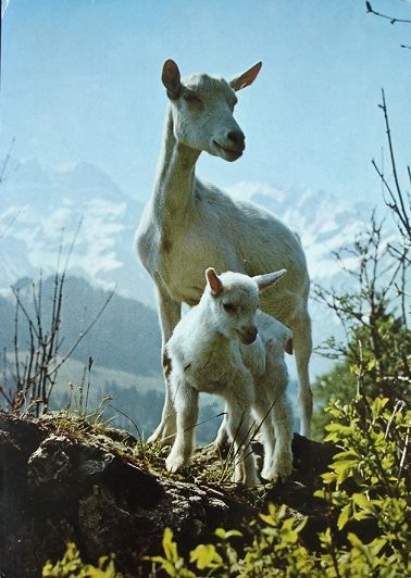 Cartoline postali: ZIEGE mit Zicklein – Usato da Jona venduto da philajona