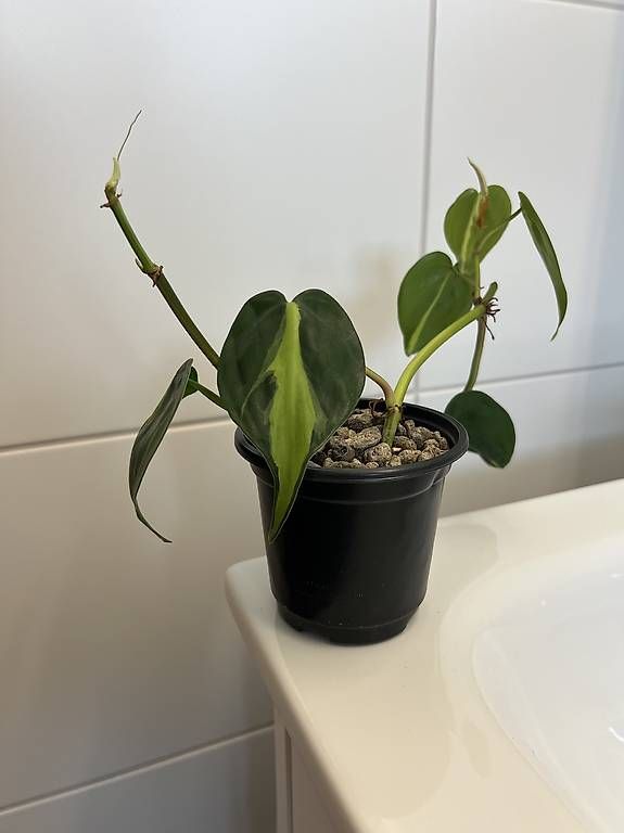 Pflanzen & Samen: Philodendron scandens Brasil – Gebraucht aus Sargans von -VS-