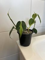 Philodendron scandens Brasil