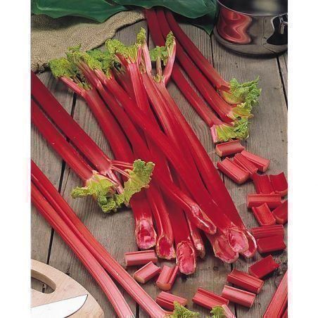 Piante & sementi: RHUBARBE VICTORIA 10g – Nuovo (secondo la descrizione) da Bremblens venduto da FIBONACCI369 1